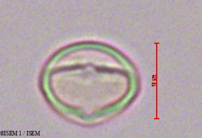 ISEM 1/Weinmannia_tinctoria_28624/Weinmannia_tinctoria_28624_0001(copy)_thumb.jpg